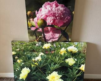 Peony Flower Canvas Art