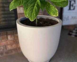 Nice plant