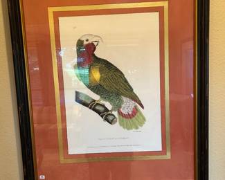Pair of parrot pictures