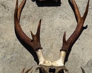 272 3ElkAntlerRacks