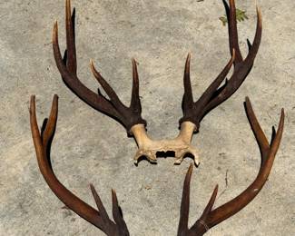 268 2ElkAntlerRacks