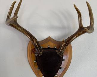 230 MountedAntlerRack