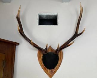 33 36MountedRockyMountainElkAntlerRack