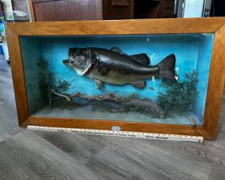 Massive mounted bass in a shadowbox. VG condition