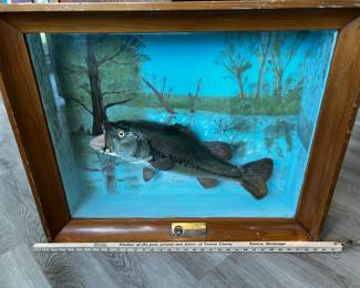 Bass with popping bug in a shadow box