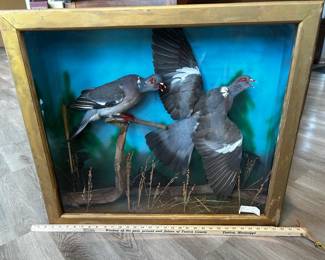 Pidgeons in a shadowbox c.1950