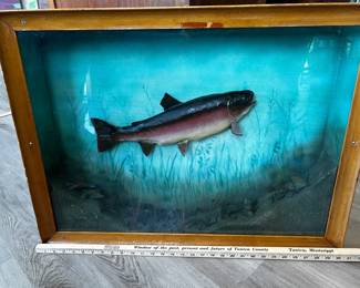 Rainbow trout living his best life