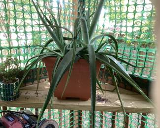 Aloe vera