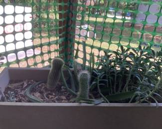 Cactus