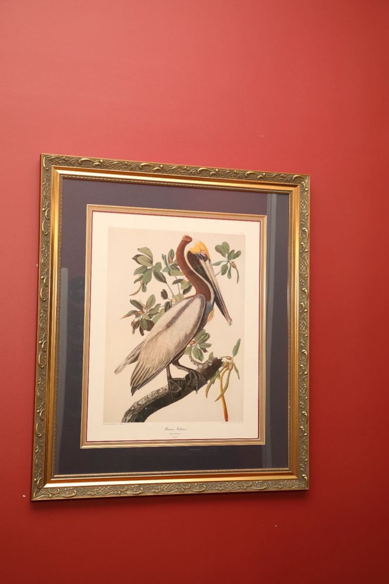 Audubon Framed Print