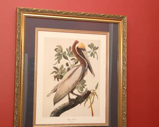 Audubon Framed Print