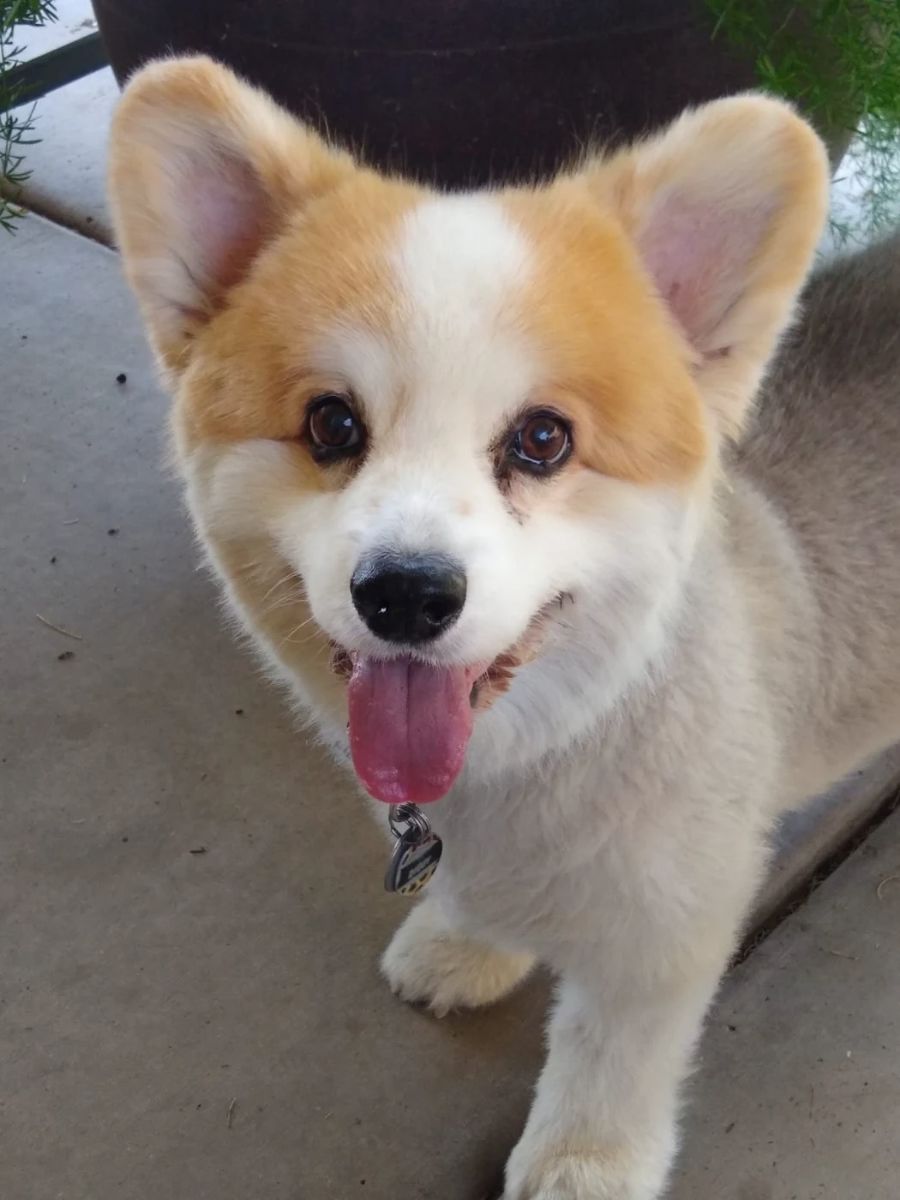 ziggy