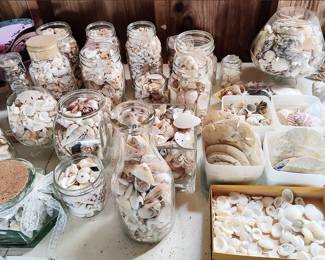 Lots of Seashells