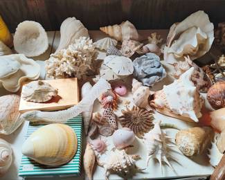 Collector Seashells