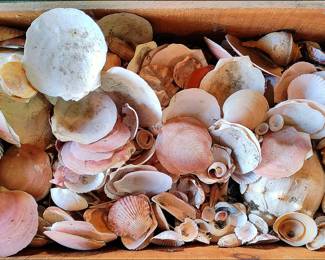 More seashells