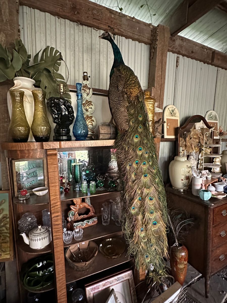 Blue Indian Peacock Mount on Log