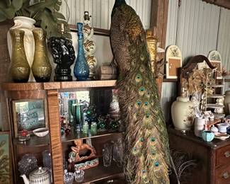Blue Indian Peacock Mount on Log
