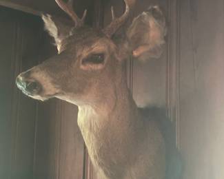 Deer Head
