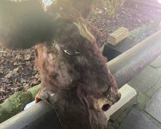 Strange Donkey head...Part of an old theater costume