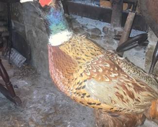 Stuffed Pheasant
