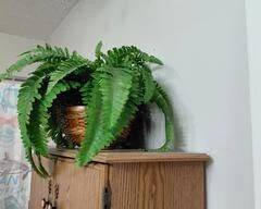 Artificial Fern in basket, very full and beautiful.