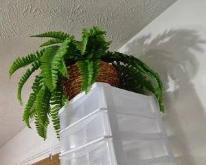 Artificial Fern Plant, Woven Basket.