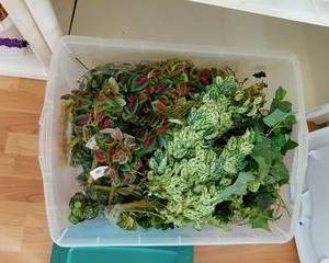 Container full of new greenery, a variety of colors, includes container unless mailed.