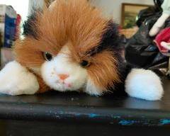 Very cute calico cat will be a favorite of any child, dog not included.