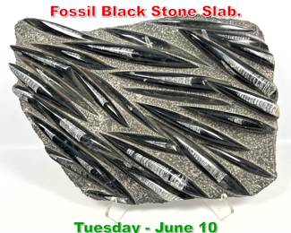 Lot 656 Large Polished Orthoceras Fossil Black Stone Slab.