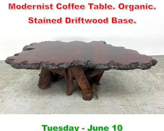 Lot 679 Live Edge Tree Slice Modernist Coffee Table. Organic. Stained Driftwood Base.
