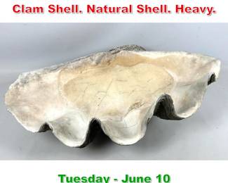Lot 431 Large 27.5 Real Giant Clam Shell. Natural Shell. Heavy.