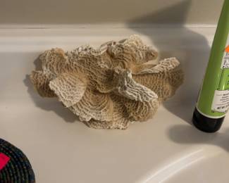 Large piece of coral