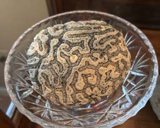 Large brain coral