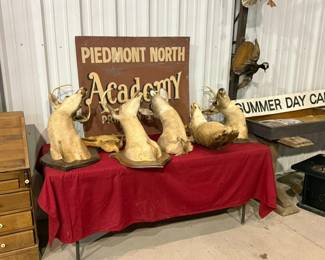 Taxidermy