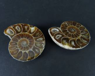 Lot of 2 Polished Shell Fossils