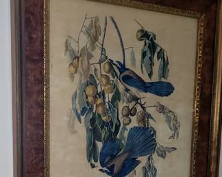 AUDUBON "FLORIDA JAYS"