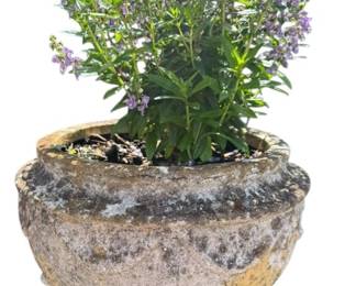 Outdoor Plaster Planter and Plant