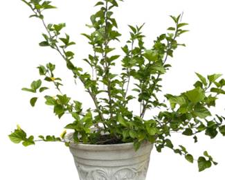 White Plaster Potted Plant