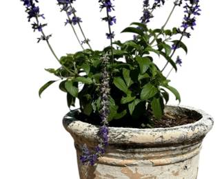 Outdoor Plant in a Plaster Pot