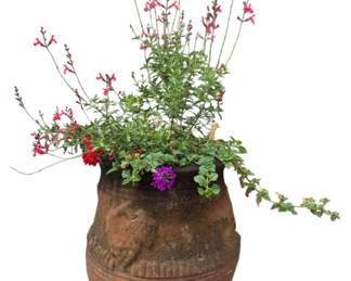 Terracotta Potted Flowers