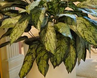 Large artificial realistic looking dieffenbachia plant in white ceramic planter