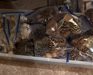 Pine cones and sea shells