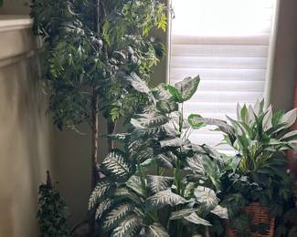 Plants