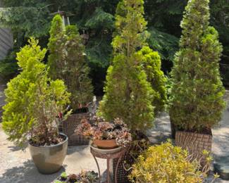 Lovely Shrubs and Plants  in Great Planters