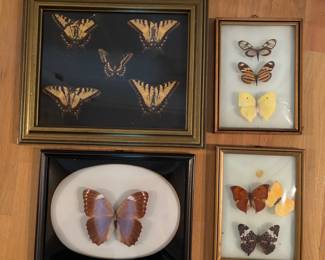 Butterflies and Moth Taxidermy