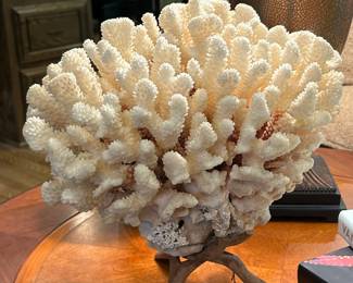 White Natural Coral