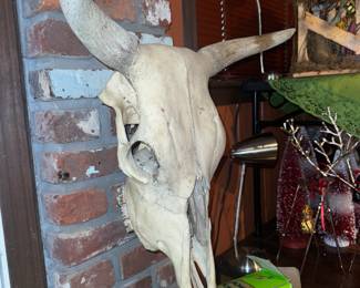 Authentic bull skull