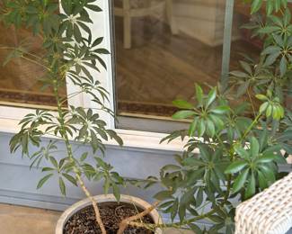 Many potted plants available