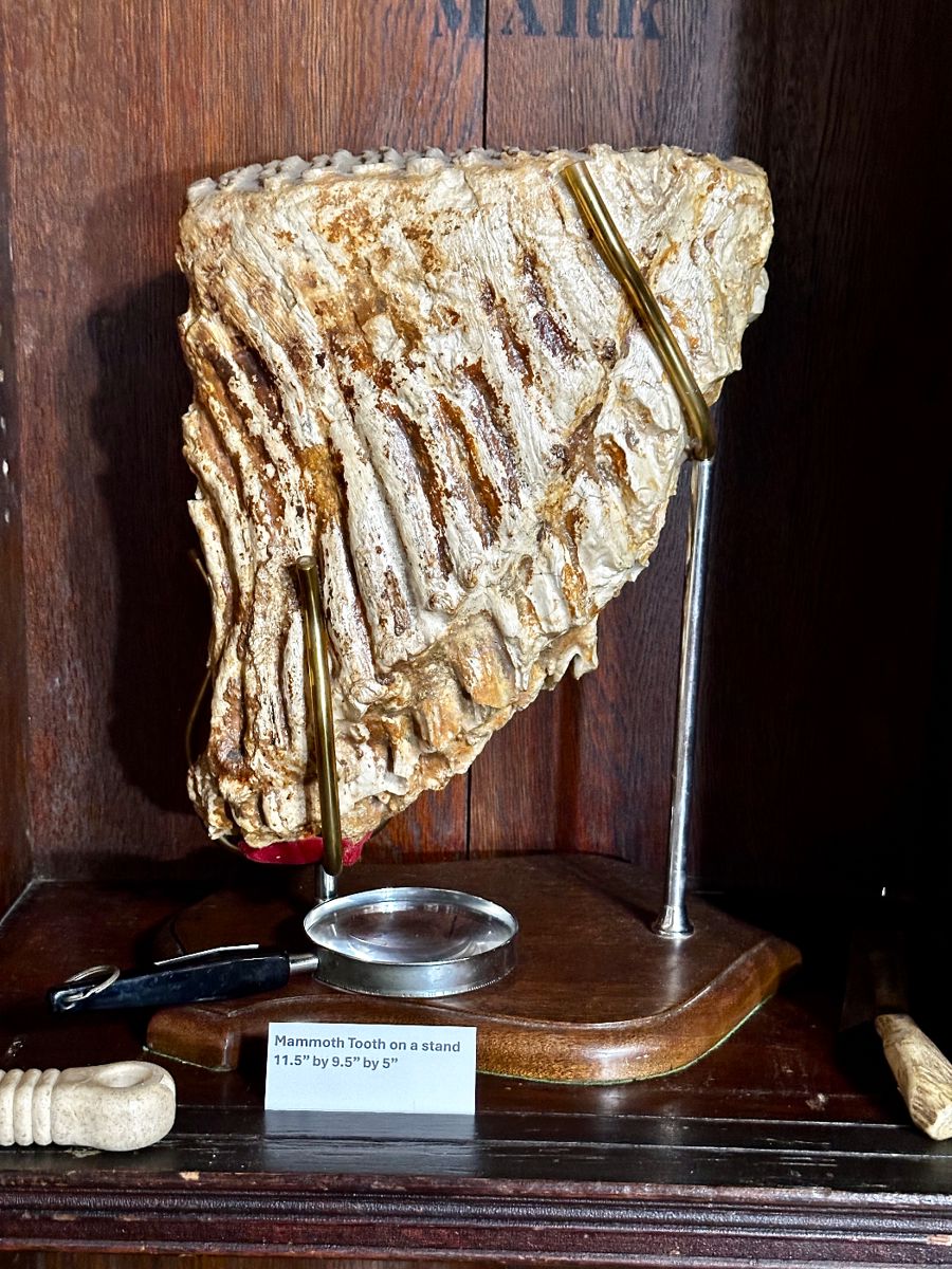 Mammoth Tooth. Professionally mounted on stand. 11.5“ x 9.5“ x 5“.