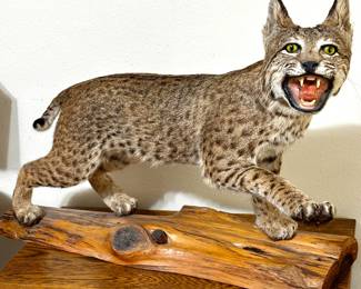 Full mount Bobcat.